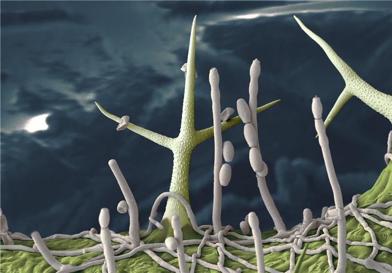electron micrograph of an Arabidopsis leaf infected with powdery mildew electron micrograph of an Arabidopsis leaf infected with powdery mildew